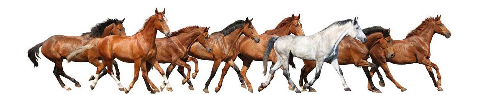 Horses in Canada, free classified ads and advertising opportunities